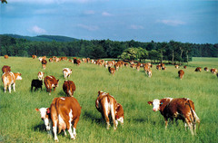 Stáda dobytka na pastvinách Zemědělského družstva Brloh